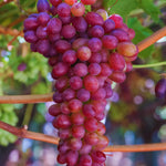 Red Grape Plant Rooted for Planting, Grape Vine Plant, Sweet Fruit Garden Outdoor, 10-20'' Tall