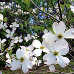 White Dogwood Tree Live Plant, Flowering Dogwood Tree, 6 to 12 Inches in Height