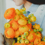 25 Ranunculus Bulbs for Spring Planting, Perennial Flowers Bulbs for Gardens, Vibrant Peony Buttercup Corms for Outdoor Borders (Orange Ranunculus Bulbs)