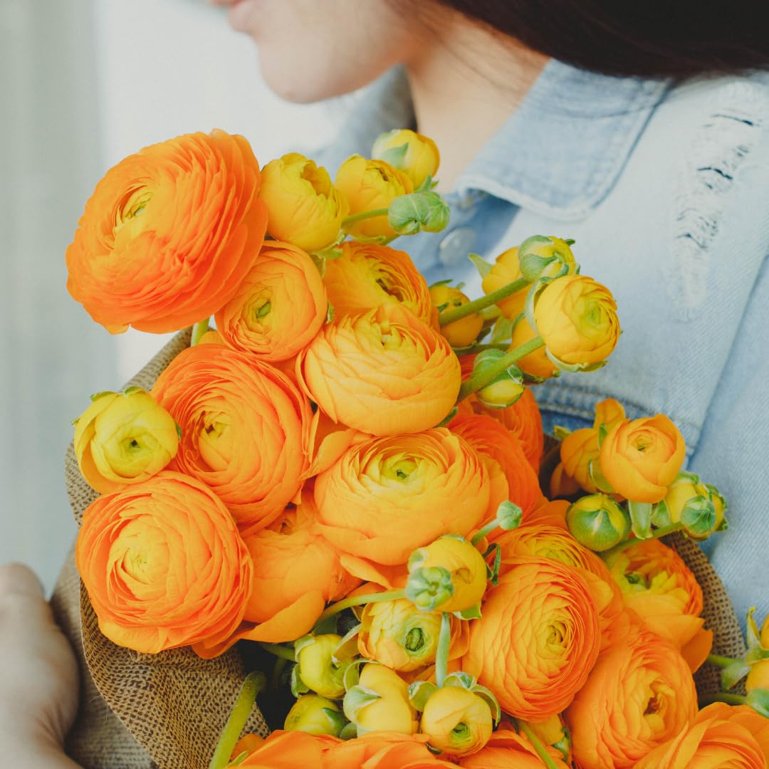 25 Ranunculus Bulbs for Spring Planting, Perennial Flowers Bulbs for Gardens, Vibrant Peony Buttercup Corms for Outdoor Borders (Orange Ranunculus Bulbs)