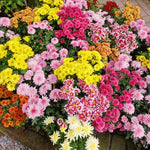 Mix Chrysanthemum Plant, Set 2 Mix Mums Plants Live, Hardy Perennial Mum Live Plant, 3 to 6 Inch Tall Garden Mum Starter Plants for Garden Beds, Containers, Vibrant Fall Blooms, No Pot