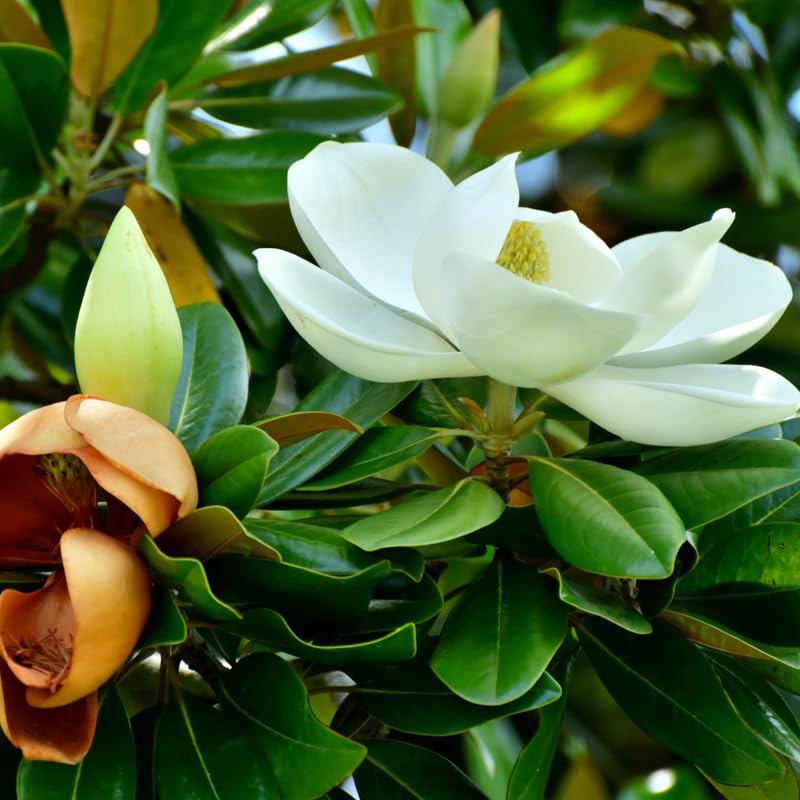 Magnolia Tree Live Plant, Southern Magnolia Plant Live, 8 to 12 Inches, Tropical Shrub Plants