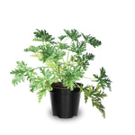 4 Live Citronella Plants, Citronella Plants Live for Garden Patio, 4 to 6 Inches Tall, Citronella Starter Plant