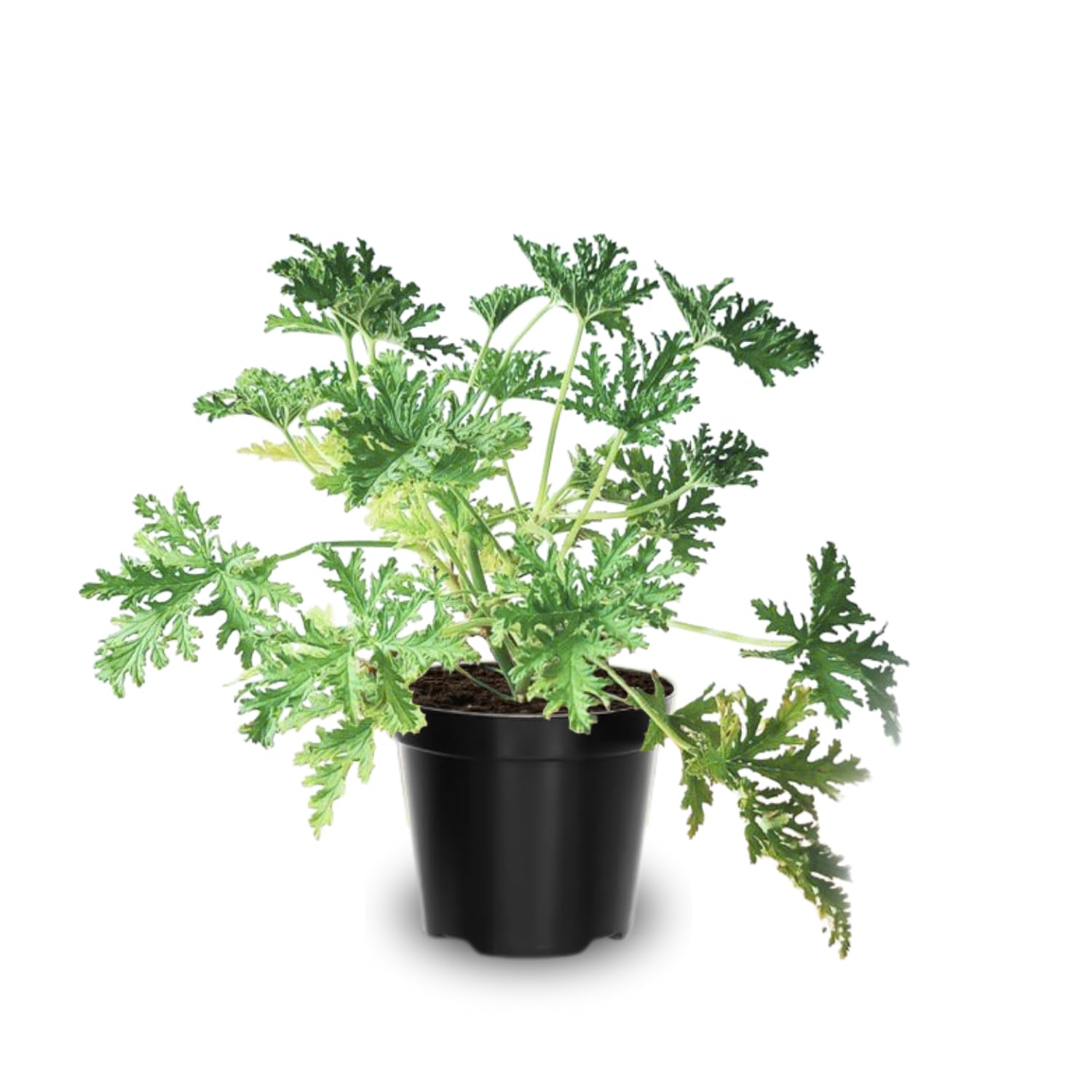 4 Live Citronella Plants, Citronella Plants Live for Garden Patio, 4 to 6 Inches Tall, Citronella Starter Plant
