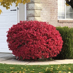 Dormant Red Burning Bush Shrub, Hardy Shrub for Vibrant Fall Foliage, Hardy Burning Bush Tree 6-10 Inches