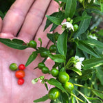 Chiltepin Pepper Plants Live for Planting, in 4" Pot, Hot Chili Pepper for Indoor and Outdoor Growing, Vegetable Home Garden