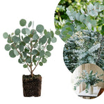 Silver Eucalyptus Plant Live, 5-7 Inc Tall, Cold Hardy Tree, Fragrant Foliage, Eucalyptus Plant, Ready for Indoor Outdoor Planting