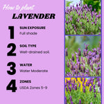 Lavender Plant Live, Lavender Plants Live Outdoor, Purple Blooming Perennial Herb, 4-7 inches Tall in 4 inch Pot for Growing