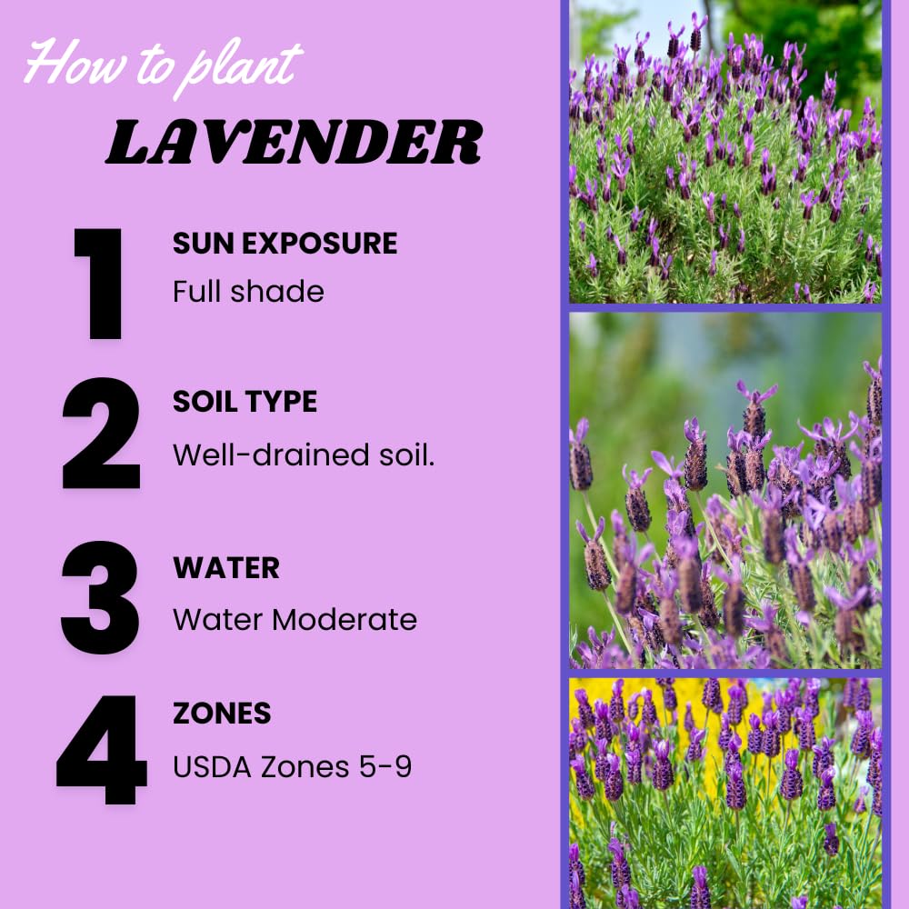 Lavender Plant Live, Lavender Plants Live Outdoor, Purple Blooming Perennial Herb, 4-7 inches Tall in 4 inch Pot for Growing