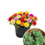 Mix Moss Rose Plants Live, 3 to 5 Inc Tall, Moss Rose Portulaca Plants, Ground Cover Plant Hanging Basket Trellis Plant, 2 Pots