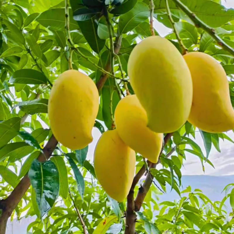 Carrie Mango Tree Live Plant Grafted, 14 to 18 Inches Tall in Pot, Ready to Bear Fruit in 1 Year, Sweet Mango Tree for Planting