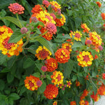Set 2 Bright Orange Lantana Live Plants for Planting Outdoors, Lantana Plants Live, Well Rooted,Perennial Flower Planting