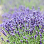 Pack 4 Lavender Plants Live, Lavandula Perennial Plants, 4-8" Height, Fragrant Perennial Flowers, No Pot (Purple Lavender)