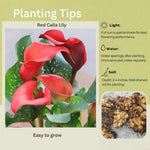 Pack 3 Red Calla Lily Bulbs - Calla Lily Flowering Bulbs for Garden and Containers, Easy to Grow Summer Blooms