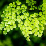 Fern Plant Live, 3.5 Inc Potted, Live Maidenhair Fern Plant, Fern Plant Pot, Fern Plant Live Indoor Outdoor