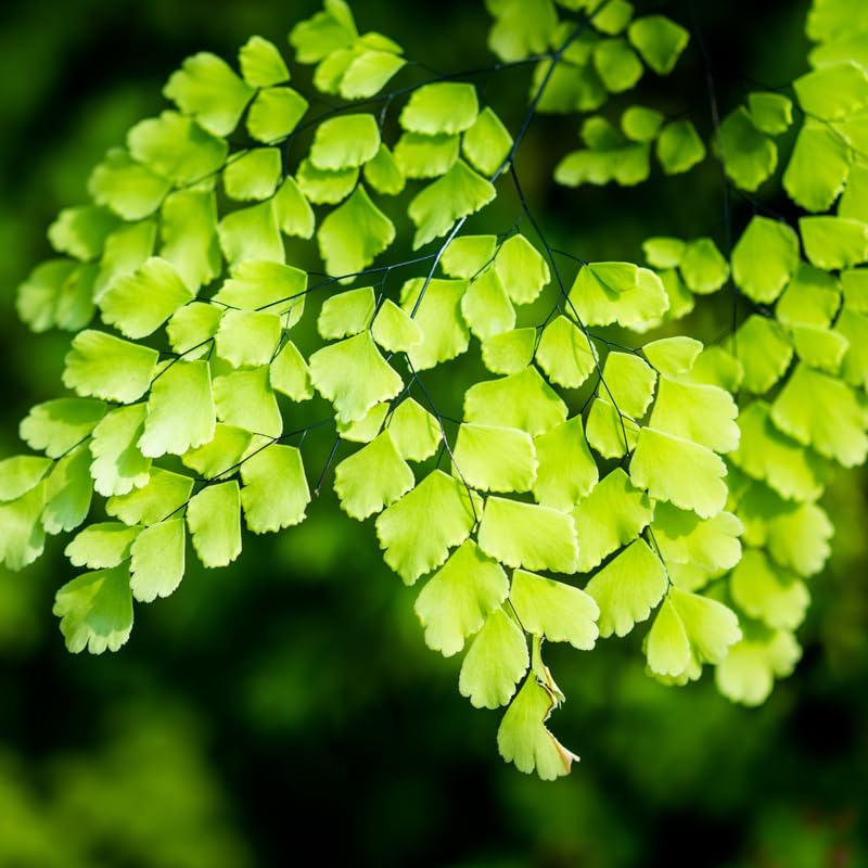 Maidenhair Fern Plant Live, Live Fern Plant, 3.5 Inc Potted, Fern Plant Pot, Fern Plant Live for Gardening Outdoor Indoor