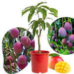 Tommy Atkins Mango Plant Live for Planting, 1 Year Old 10–14 Inch Tall, Mid Season Sweet Mango Variety Zones 9–11