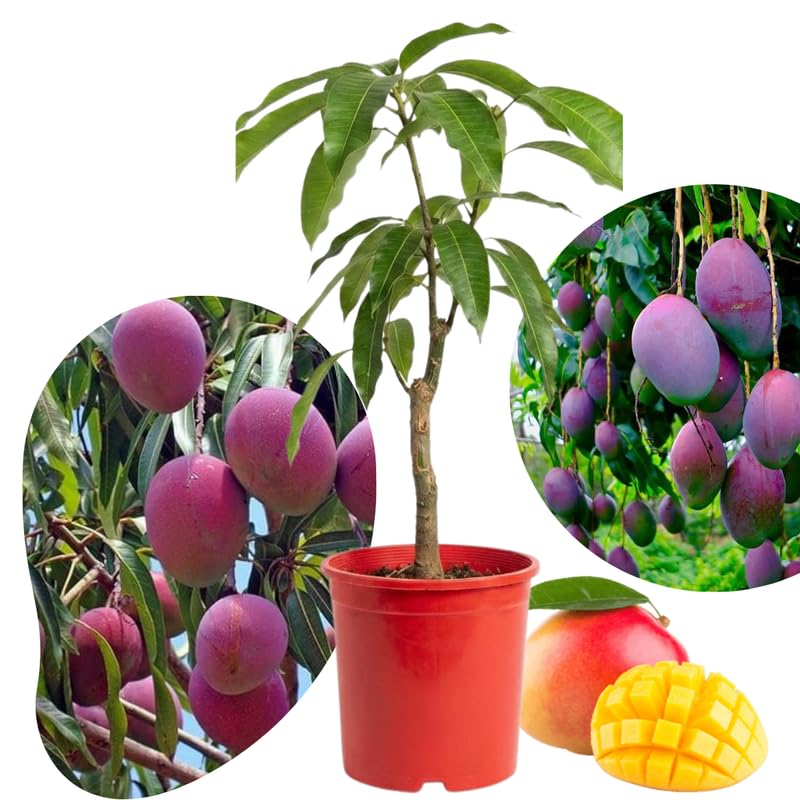 Tommy Atkins Mango Plant Live for Planting, 1 Year Old 10–14 Inch Tall, Mid Season Sweet Mango Variety Zones 9–11