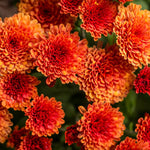 Pack 3 Orange Chrysanthemum Plants, Mums Plants Live, 3 to 6 Inch Tall Garden Mum Live Plant, Vibrant Fall Blooms, Hardy Chrysanthemum Flowers, No Pot