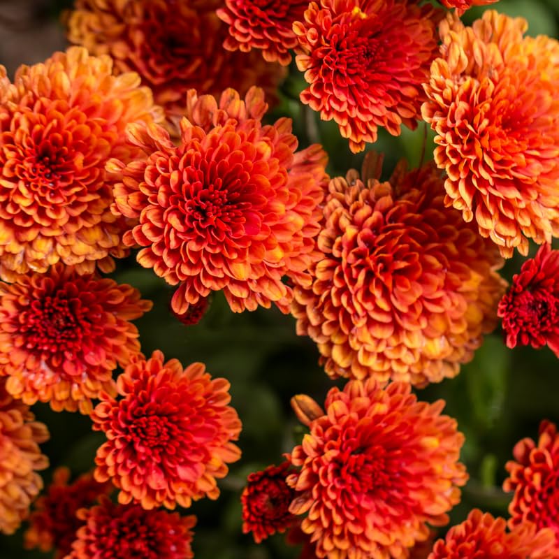 Pack 3 Orange Chrysanthemum Plants, Mums Plants Live, 3 to 6 Inch Tall Garden Mum Live Plant, Vibrant Fall Blooms, Hardy Chrysanthemum Flowers, No Pot