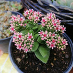 Spring Crassula Succulent Live Plant in 2 Inch Pot, Compact Succulents Full Rooted from 3-5 Inches Tall, Easy Care for