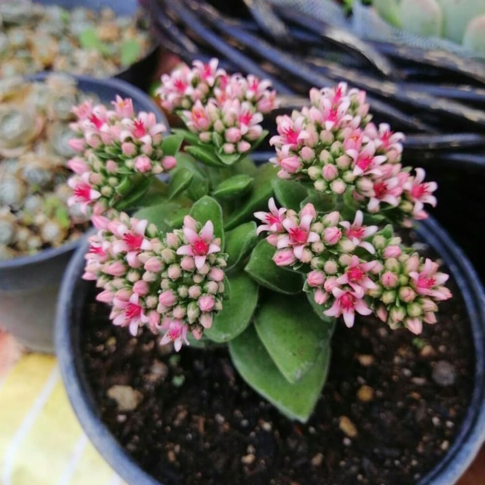 Spring Crassula Succulent Live Plant in 2 Inch Pot, Compact Succulents Full Rooted from 3-5 Inches Tall, Easy Care for