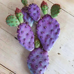 Purple Prickly Pear Cactus Plant Live, Succulents Plant Live, 3 Inc Potted, Gardening Growing