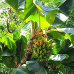 Dwarf Cavendish Banana Tree Live Plant, Edible Fruit, 4-6" Tall