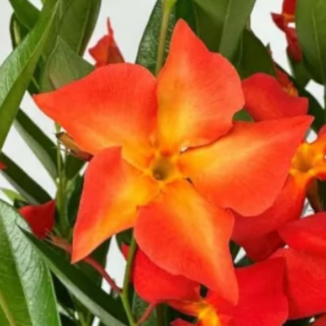 Mandevilla Plant Live, 5 to 6 Inc Tall Seedling, Orange Mandevilla Vine Plants, Perennial Flower Mandevilla Starter Plant