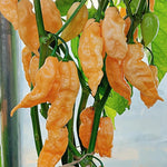 Pack 2 Sugar Rush Peach Pepper Live Plants, Hot Peach Pepper Live Plants, Chili Plants for Growing, 80 Days Old Plants