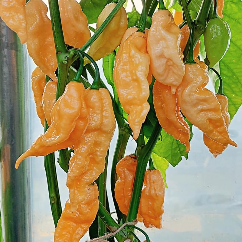 Pack 2 Sugar Rush Peach Pepper Live Plants, Hot Peach Pepper Live Plants, Chili Plants for Growing, 80 Days Old Plants