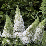 AVERAR 3 Buddleia Butterfly Bush Live Plant Ready to Plant Outdoor, White Blooms, Starter 5 to 9 Inches Tall, Cold Hardy and Fragrant, Zones 5-9