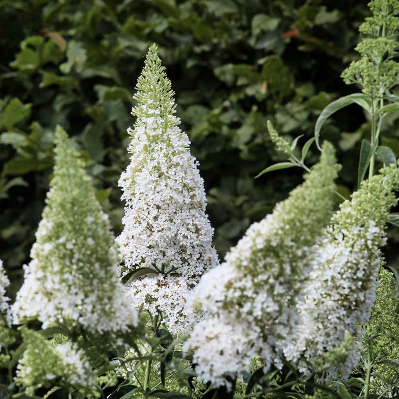 AVERAR 3 Buddleia Butterfly Bush Live Plant Ready to Plant Outdoor, White Blooms, Starter 5 to 9 Inches Tall, Cold Hardy and Fragrant, Zones 5-9