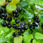 Currant Bush Live Plant for Planting, 6 to 9 Inc Long, Black Currant Plant Live Gardening
