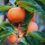 2 Live Persimmon Trees Bare Roots, Cold Hardy Persimmon Tree Live Plant, Size Plant 6-10 Inches, 2 Bare Roots Fruit Garden