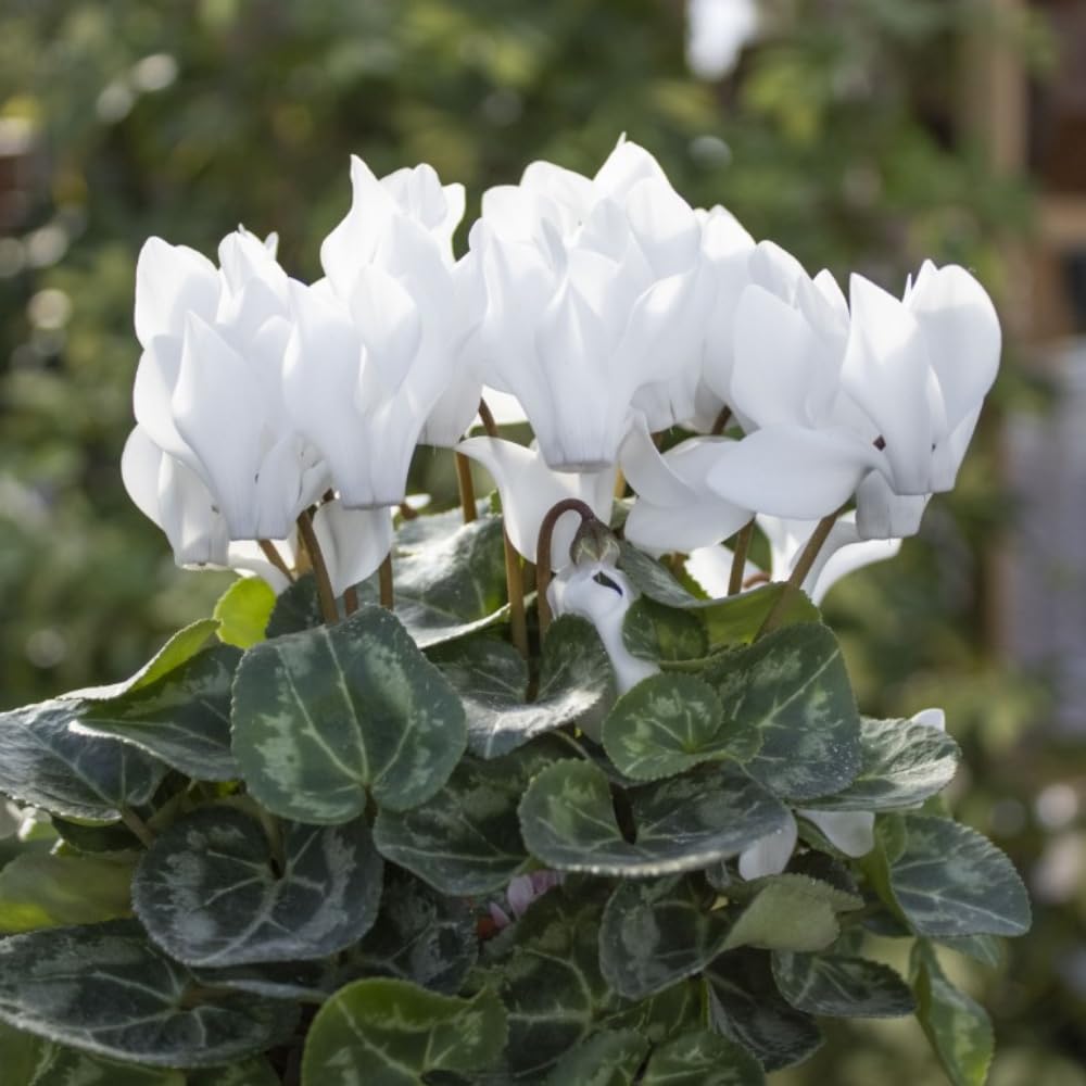 Cyclamen Plant Live in 4'' Pot, Vibrant Indoor Flowering Plants for Planting, Blooms Already, Indoor Outdoor Decoration (White Cyclamen)