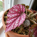 Begonia Live Plant, Begonias Live Plant, Rare Begonias Plants, 5-7 Inches in Height for Indoor Houseplant (Pink Leaf with White Spots Begonia)