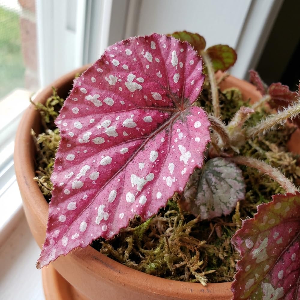Begonia Live Plant, Begonias Live Plant, Rare Begonias Plants, 5-7 Inches in Height for Indoor Houseplant (Pink Leaf with White Spots Begonia)