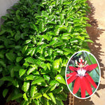 Passion Flower Plant Live, 5 to 8 Inch Tall Passiflora Vine, Fragrant Climbing Plant for Garden or Trellis, No Pot, Well-Rooted (Red Passion Flower)