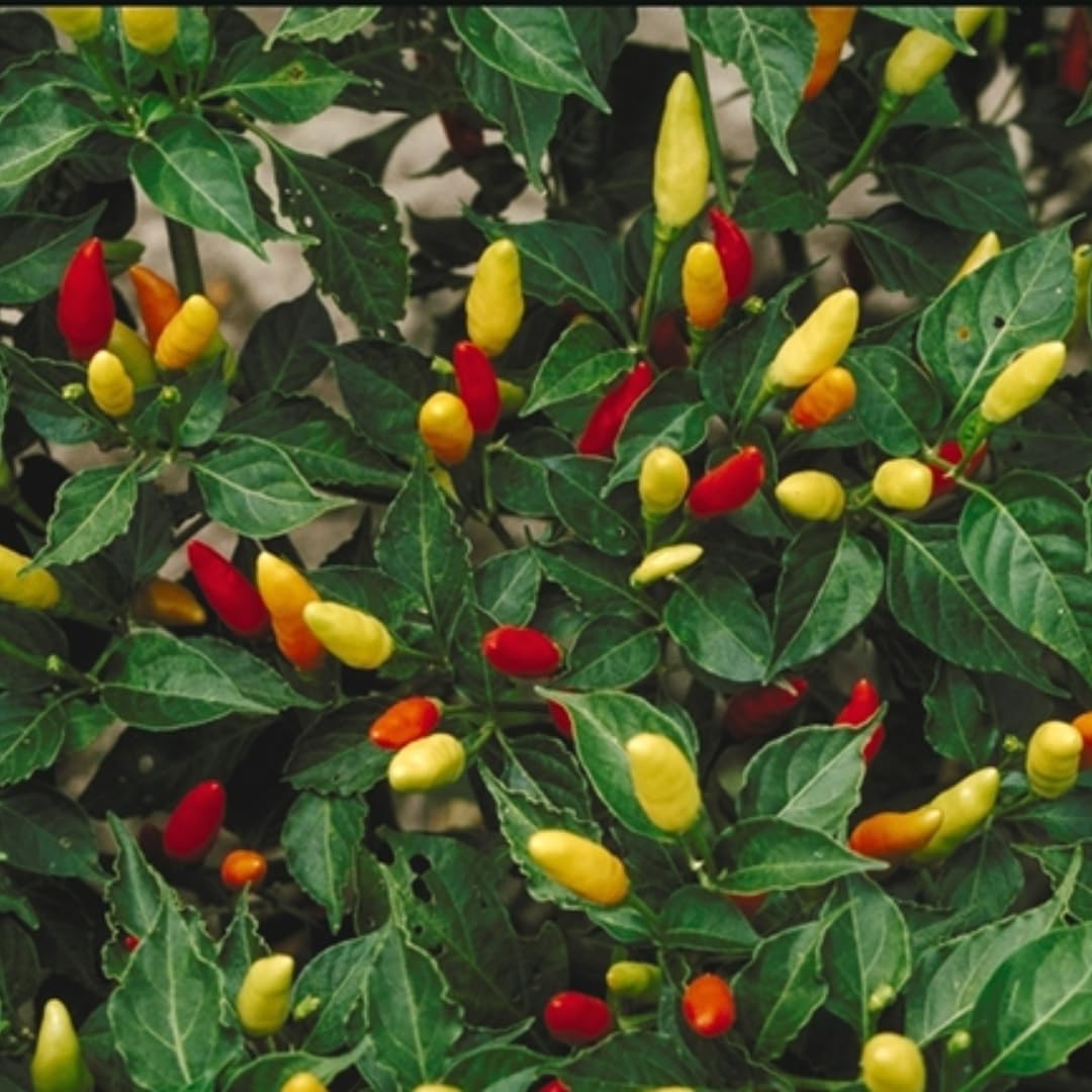 Pack 4 Common Hot Pepper Plants Live, 80 Days Old Live Red Pepper for Growing, Hot Chili Peppers for Planting, 5 to 9 Inc Tall, 2 Plants Per Pot