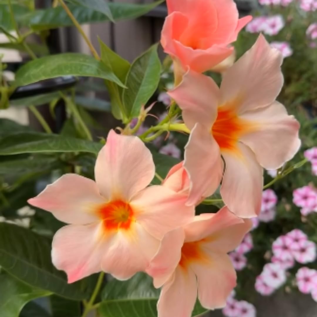 Mandevilla Plant Live, 5 to 7 Inc Tall Seedling, Peach Mandevilla Vine Plants, Perennial Flowering Mandevilla Live Plant Trellis Garden