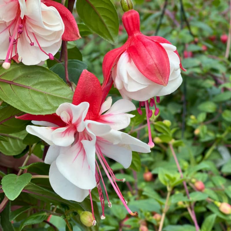 Red Fuchsia Plant Live 4'' Pot, Hardy Flowering Fuchsia Starter 3-6'' Tall, Hanging Basket or Patio Garden Plants, 2 Plants per Pot