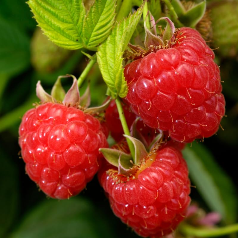 Caroline Red Everbearing Raspberry Bush Plant Live, Cold Hardy, Raspberries Plants Established Roots Live for Planting, 1 Plant 5-9 Inc Tall, No Pot