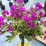 Set 2 Blueberry Ice Bougainvillea Live Plants 4-7 Inches Tall, Vibrant Bumgainvillea Flowering Vines for Garden, Patio Containers and Indoor Growing
