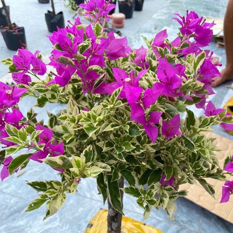 Set 2 Blueberry Ice Bougainvillea Live Plants 4-7 Inches Tall, Vibrant Bumgainvillea Flowering Vines for Garden, Patio Containers and Indoor Growing