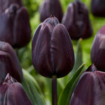 Common Black Tulip Bulbs, Vibrant Spring Blooms for Garden Beds and Containers, 10 Bulbs per Pack (Common Black)