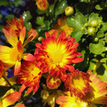 2 Orange Yellow Mums Plants Live, Chrysanthemum Plants Live, 5 to 7 Inc Long, Chrysanthemum Flower Live Plant Gardening Mum Live Plant Growing