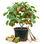 Kiwi Plants Live for Planting, Kiwi Plant Live 6-8 Inches Tall, Cold Hardy Edible Fruit Vines for Home Garden