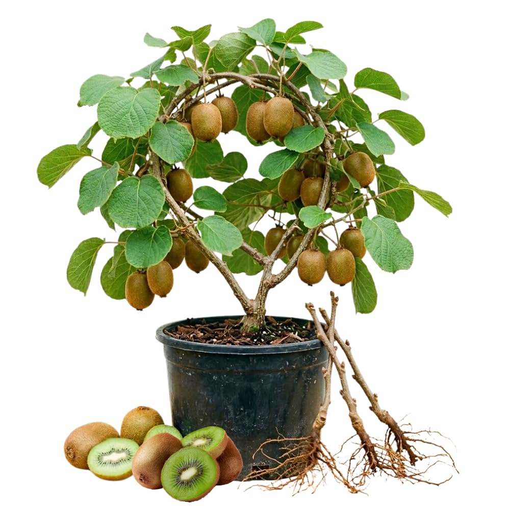 Kiwi Plants Live for Planting, Kiwi Plant Live 6-8 Inches Tall, Cold Hardy Edible Fruit Vines for Home Garden