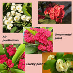 Potted Red Crown of Thorns Plant Euphorbia Milii Tree 6-12 Inc Tall, Cold Hardy Crowns of Christ Houseplant Succulents, Year-Round Flower Blooms